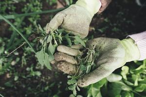 The Must-Have Kitchen Herb Garden Essentials for Green Thumbs - 