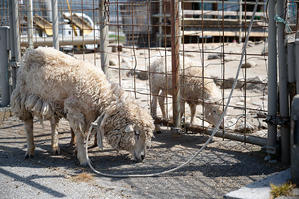 滋賀遠征　羊の毛刈り&パン＠東近江市　ワイルドキッチン - 