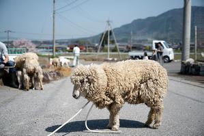 滋賀遠征　羊の毛刈り&パン＠東近江市　ワイルドキッチン - 