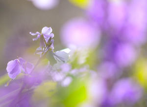 紫色の花 - 