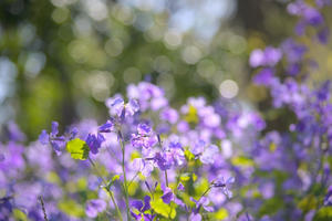 紫色の花 - 