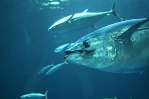 Bluefin tuna are one of the most prized and iconic fish species in the world - 