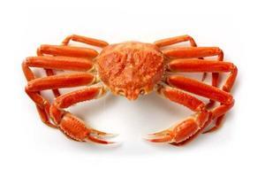 The Arctic crab, also known as the snow crab or Chionoecetes opilio - 