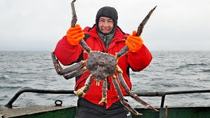 King crab, also known as the "Alaskan king crab - 