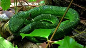 The green pit viper - 