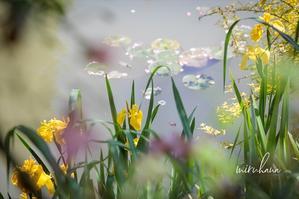 5/3撮影＊浜名湖ガーデンパーク「印象派庭園 花美の庭」。 - MIRU'S PHOTO