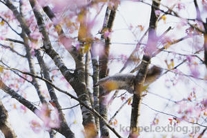桜とエゾリス - 