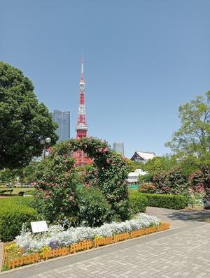 5月6日  連休最終日・芝公園・増上寺・上生菓子 - 
