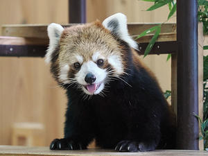 東山動植物園のレッサーパンダたち - 動物園放浪記