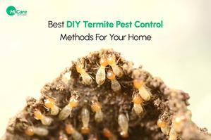 What is the Best DIY Termite Treatment? - 