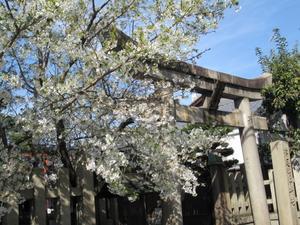 京都の風に吹かれて　満足稲荷神社の気になる山桜 - 京都の風に吹かれて