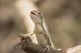 The Breath of Life: How Reptiles Breathe - 