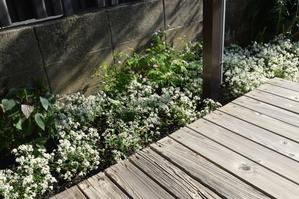 段々と形ができた庭と花 - ヒバリのつぶやき