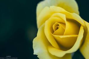 yellow rose - 感動模写Ⅲ