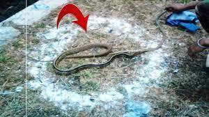 Do Snakes Fear Salt? Debunking the Myth - 