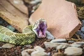 How Snakes Defend Themselves: Strategies of Survival - 