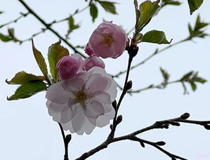 桜　と　筝 - 北欧万華帖