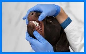 "Your Guide to Finding Reliable Dog Dental Cleaning Near Me" - 