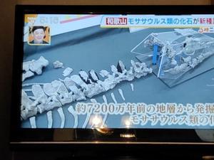 「博物館倉庫から新種のモササウルス発見、和歌山」 - 