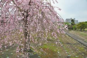 八重枝垂れ桜並木 - 