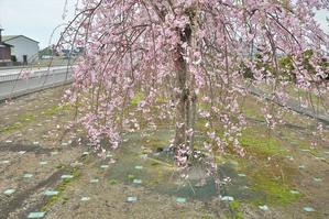 八重枝垂れ桜並木 - 