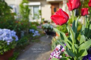 5月の庭で♪・Ⅱ - FUNKY'S BLUE SKY
