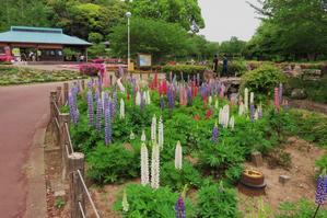 袖ケ浦公園の花壇などの風景 - 