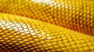 Exploring the Remarkable Skin of Reptiles - 