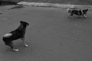 「海外」の「犬」 - Life with Leica