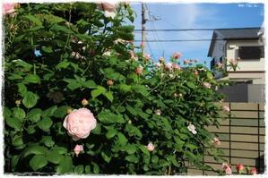 ‘エグランタイン’が咲き始めました - La rose 薔薇の庭