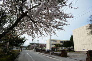 苫小牧　日新の桜 - 