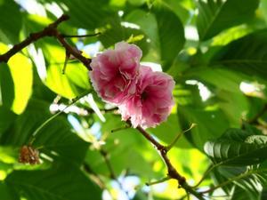 松月桜が、残ってた…( *´艸｀) - 