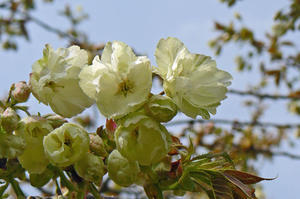 八重桜 - 