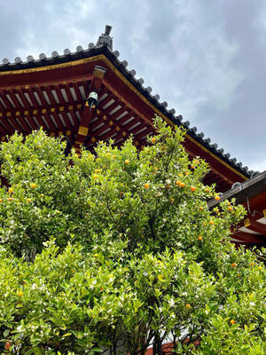 奈良で藤を満喫～！！ - 