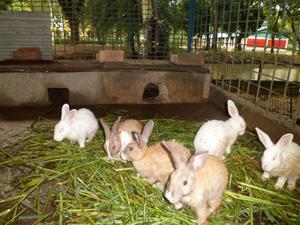 Are Rabbits Bad for Your Lawn? - 