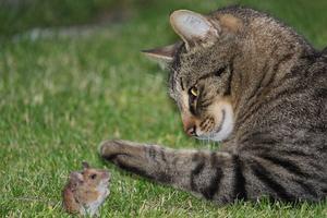 Are Cats a Danger to Rabbits? Unveiling the Risks - 