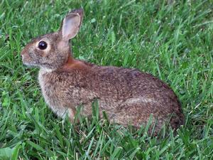 Proper Baytril Dose for Rabbits: Essential Treating Guidelines for Optimal Health - 