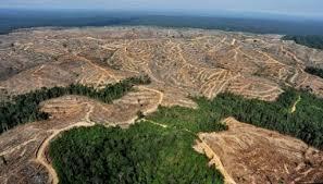 The Disruption of Forest Destruction: A Threat to Environmental Balance - 