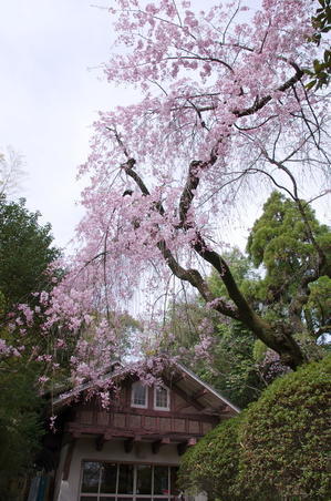 大山崎山荘　桜 - 