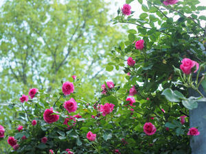   バラは咲いたか 平成の森公園 - 