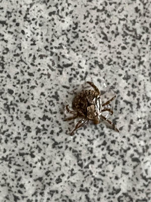 お風呂に入って足をみたら、5ミリくらいの黒い虫が刺さってました - 昆虫ブログ　むし探検広場