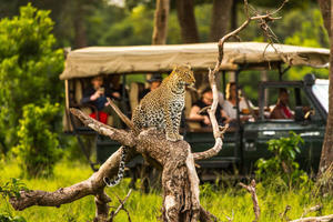 Where can you find the best safari destinations for wildlife enthusiasts? - 