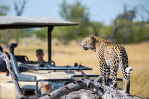 What are the most iconic animals to spot on a safari? - 