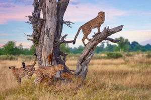 What are the benefits of responsible safari tourism for conservation efforts? - 