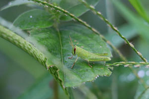 足立区生物園：昆虫ドーム①～虫たちは雨上がりに跋扈する - 