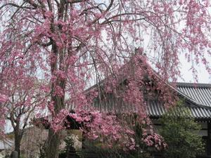 京都の風に吹かれて　妙満寺 - 