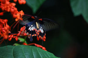 ナガサキアゲハ（ﾒｽ）有尾型の裏翅と表翅 - 