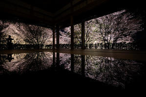2024桜咲く京都　正壽院ライトアップ - 花景色－K.W.C. PhotoBlog