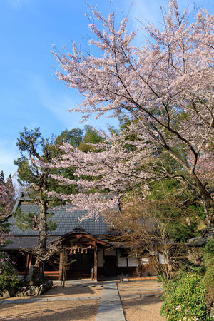 2024桜咲く京都　正壽院ライトアップ - 