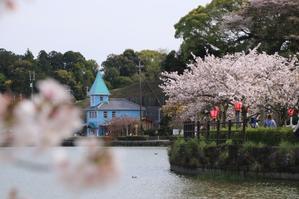 蓮華寺池公園のソメイヨシノと八重の桜♪ - 